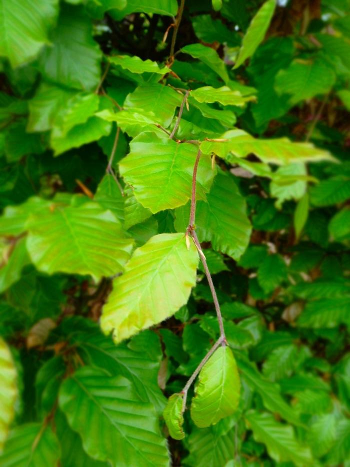 Fagus sylvatica