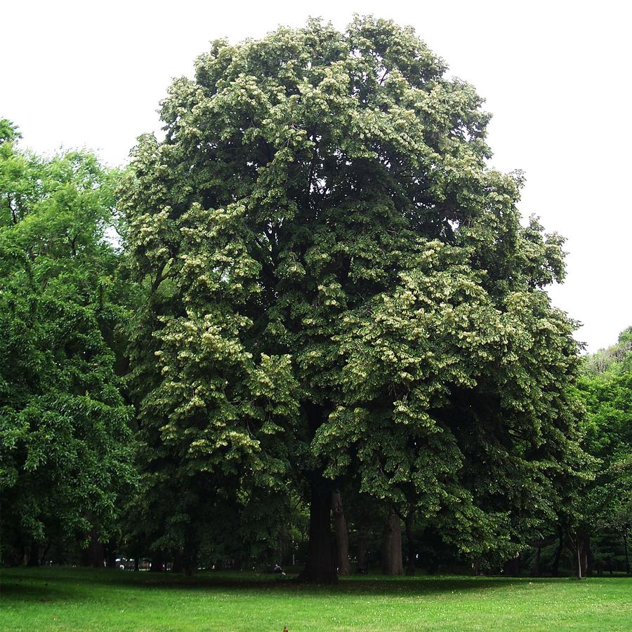 Tilia americana