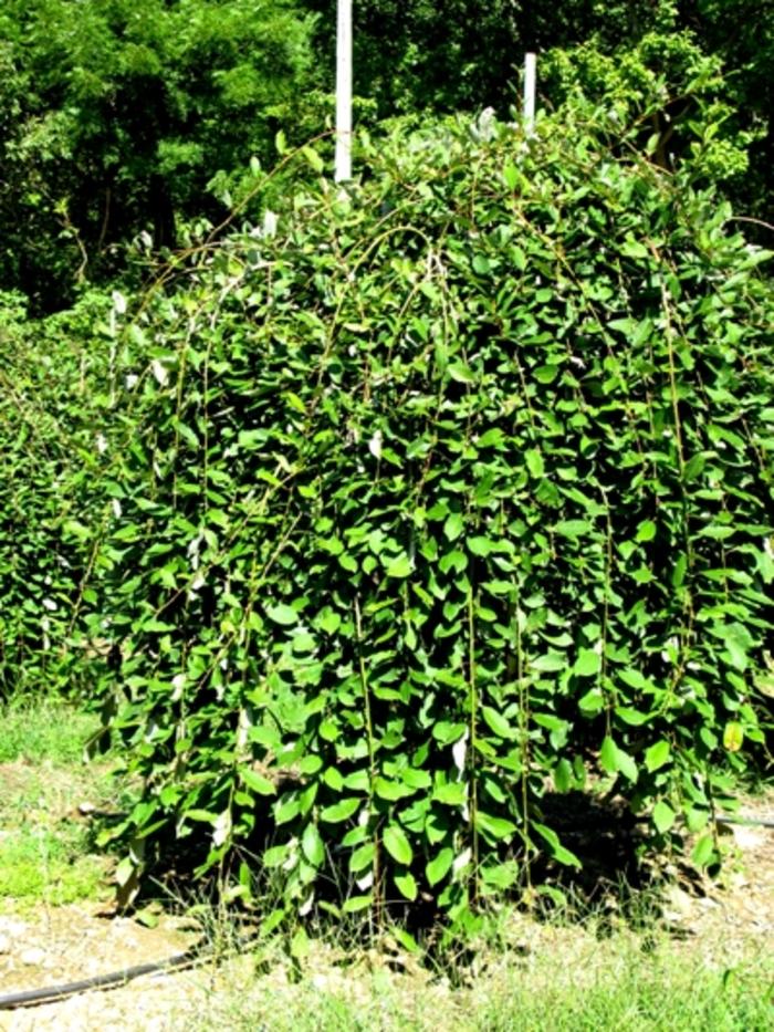 Salix caprea Pendula-Standard