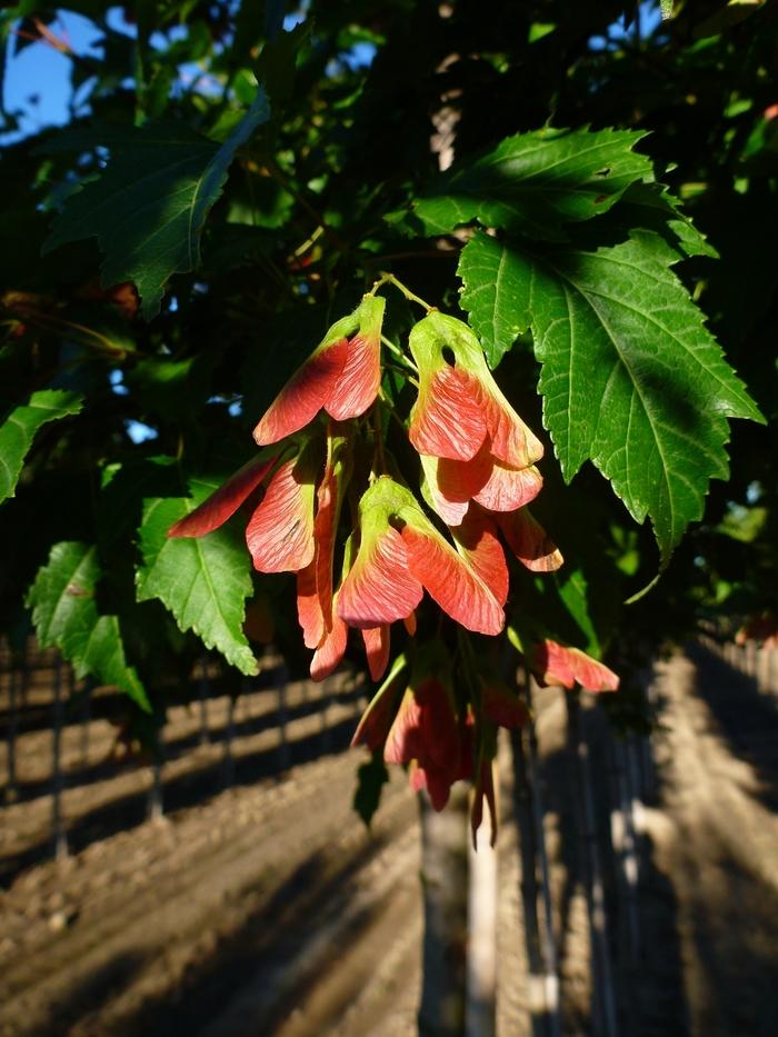 Acer ginnala Flame-Clump
