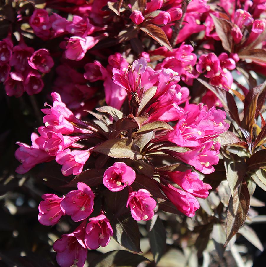 Weigela florida Minor Black-Standard