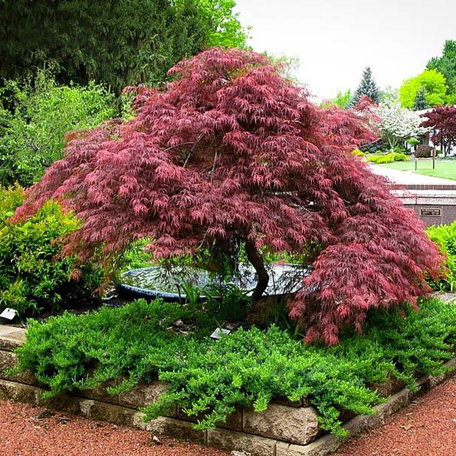 Acer palmatum var. dissectum Red Dragon