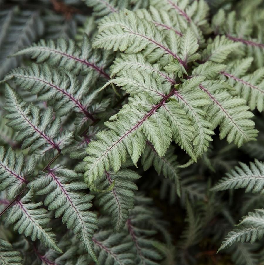 Athyrium niponicum pictum Metallicum