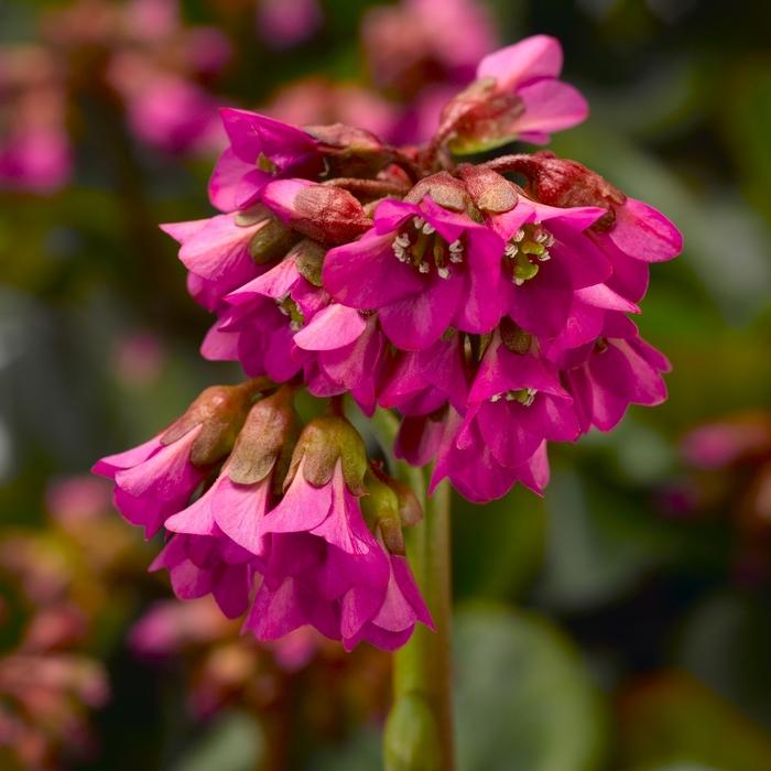 Bergenia cordifolia Shoeshine Rose