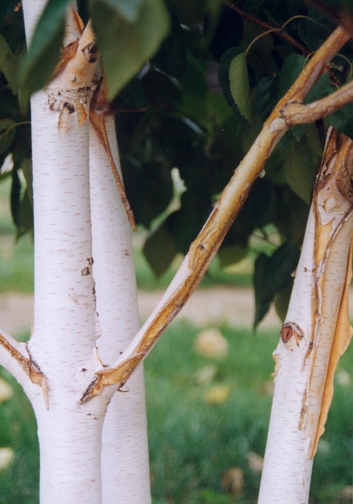 Betula utilis var. jacquemontii-Clump