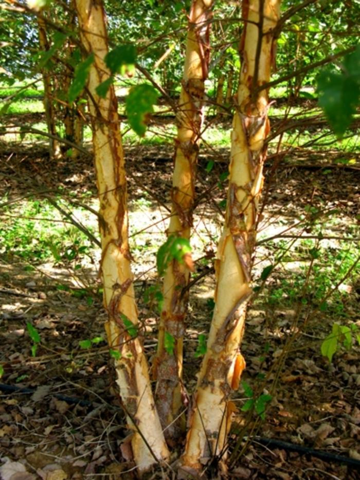 Betula nigra Dura Heat-Clump