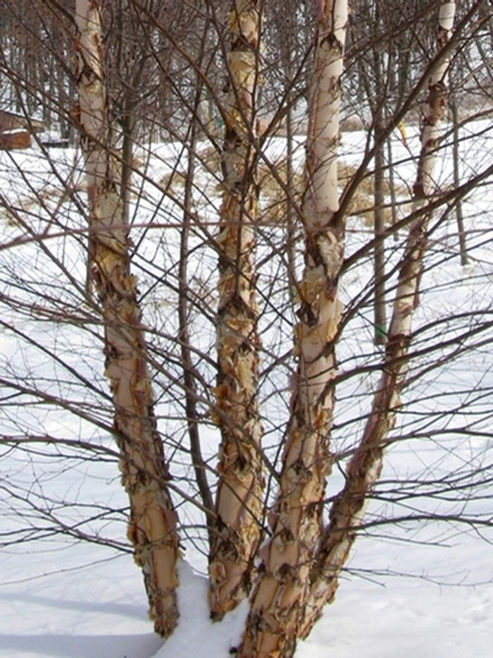 Betula nigra Heritage-Clump