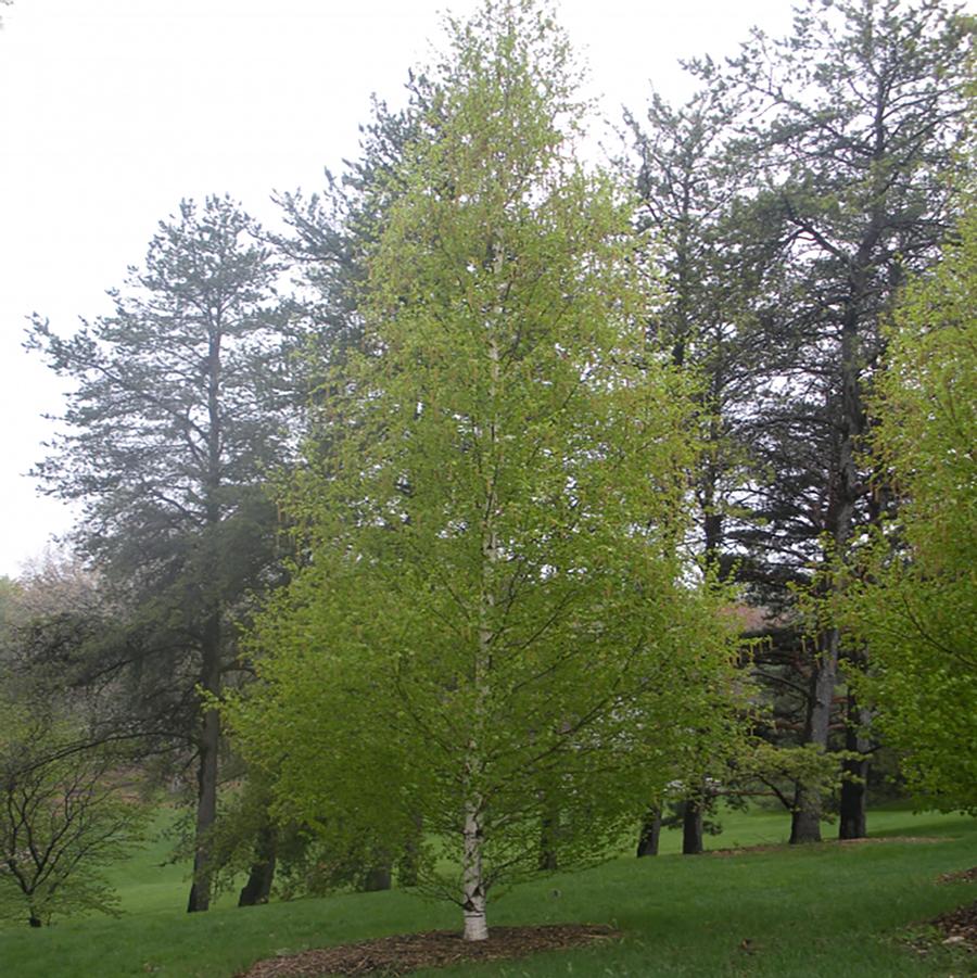 Betula platyphylla Fargo