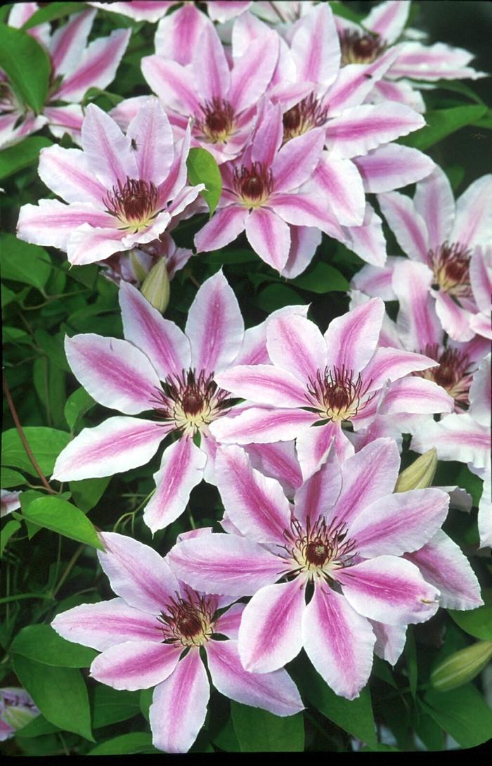 Clematis Nelly Moser