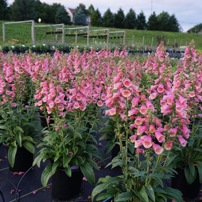 Digitalis Arctic Fox™ Rose