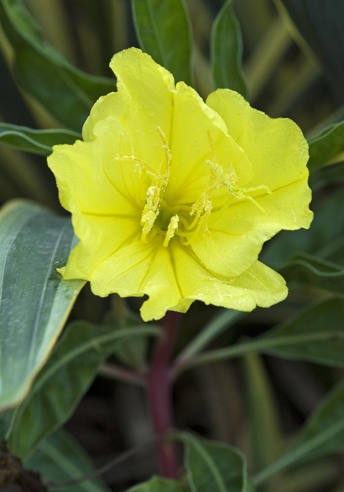 Oenothera missouriensis