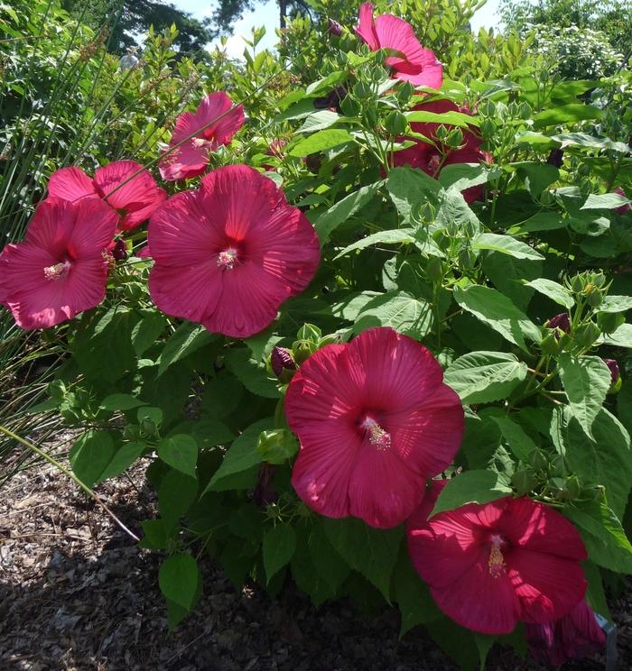 Hibiscus moscheutos Luna™ Red