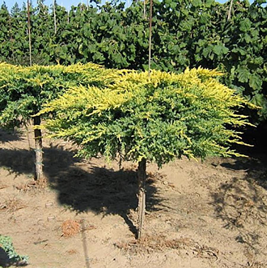 Juniperus chinensis 'Daub's Frosted' - Daub's Frosted Juniper from Willowbrook Nurseries
