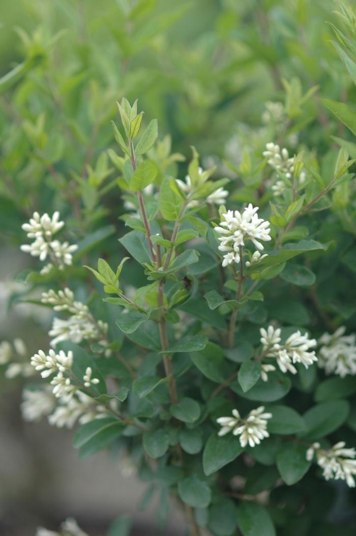 Ligustrum amurense