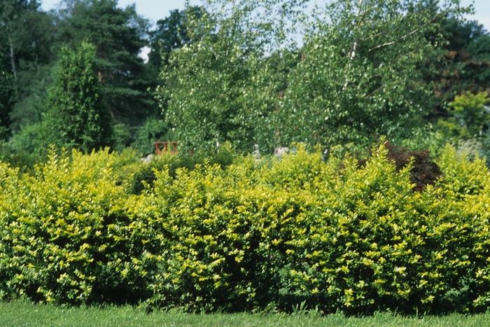 Ligustrum x vicaryi