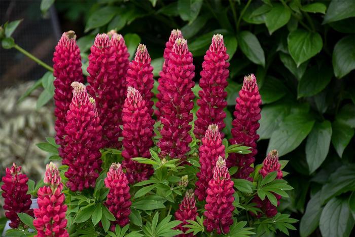 Lupinus polyphyllus Mini Gallery™ Red