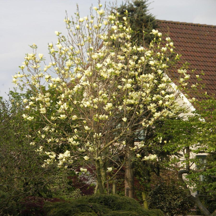 Magnolia 'Elizabeth' - Elizabeth Magnolia from Willowbrook Nurseries