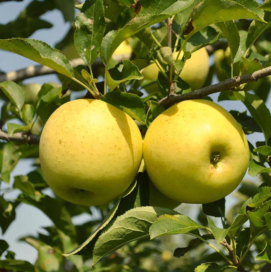 Malus domestica 'Yellow Delicious' - Yellow Delicious Apple Tree from Willowbrook Nurseries