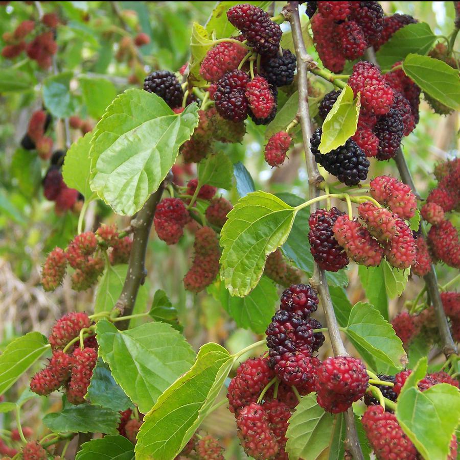Morus alba Pendula-Fruiting