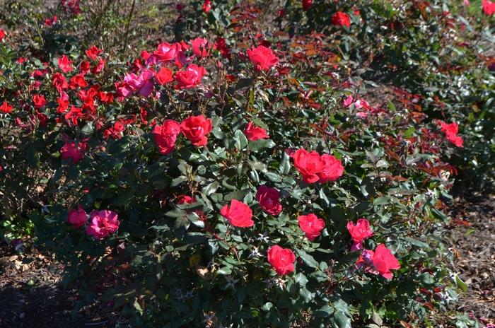 Rosa Knock Out®