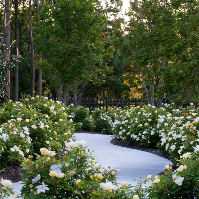 Rosa Knock Out® Sunny