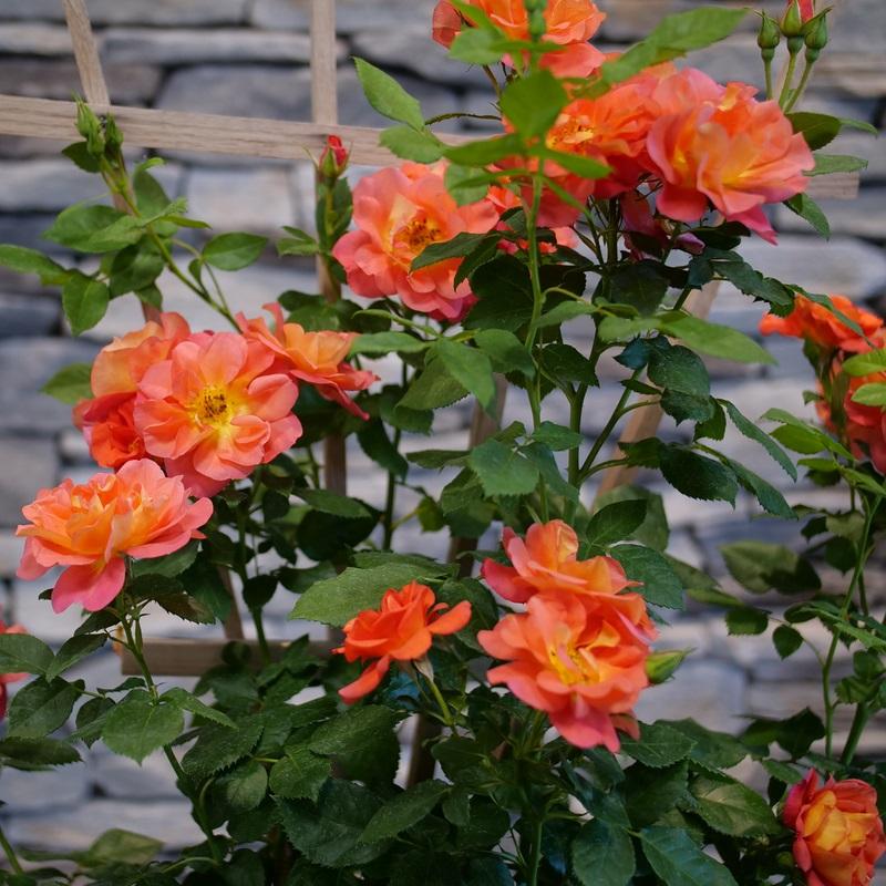 Rosa Rise Up® 'Emberays®' - Emberays® Climbing Rose from Willowbrook Nurseries