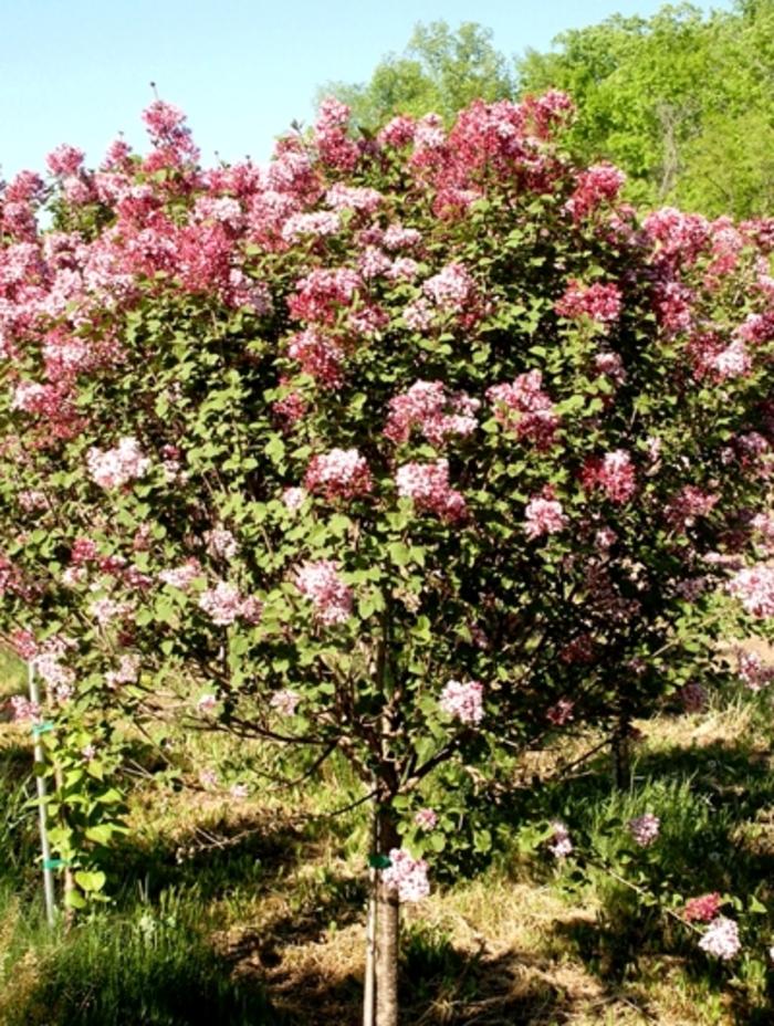 Syringa Bailbelle Tinkerbelle - Standard