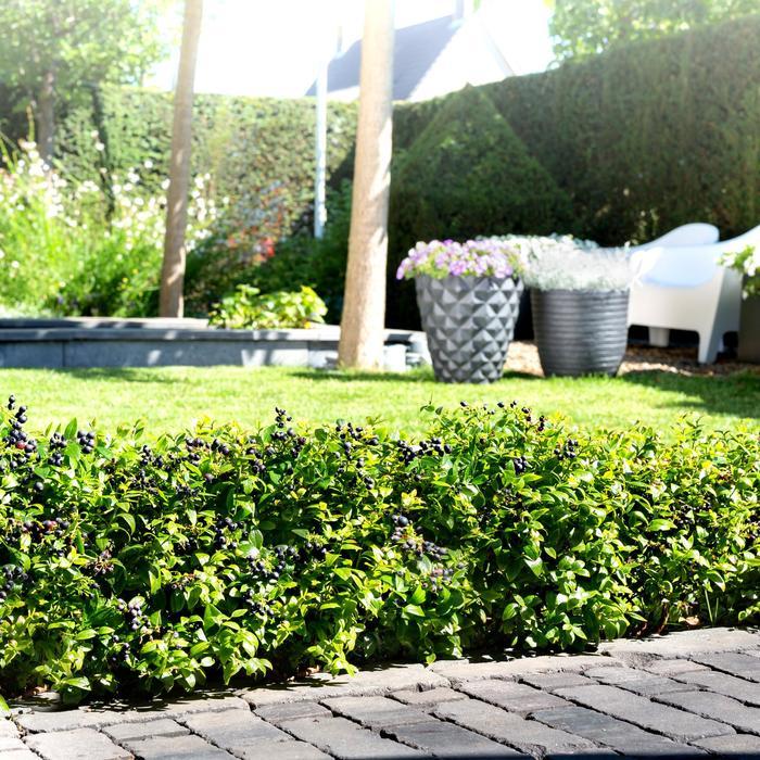 Vaccinium Bushel and Berry® BerryBux™
