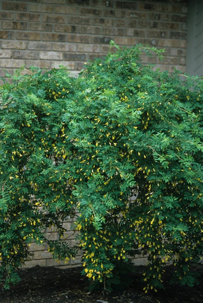 Caragana arborescens pendula