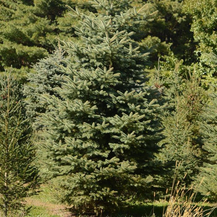 Picea pungens var. glauca