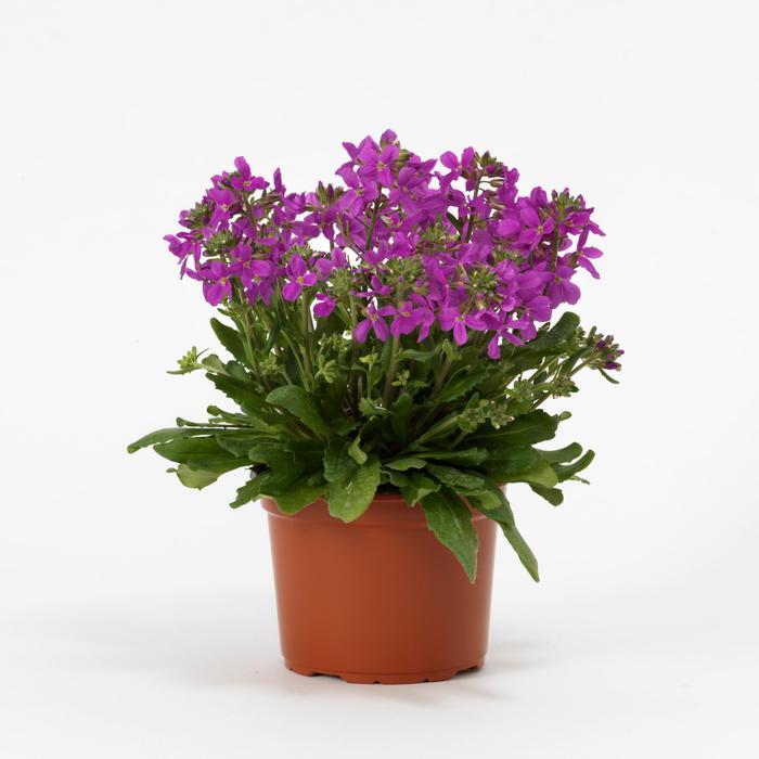 Arabis blepharophylla Barranca™ Pink