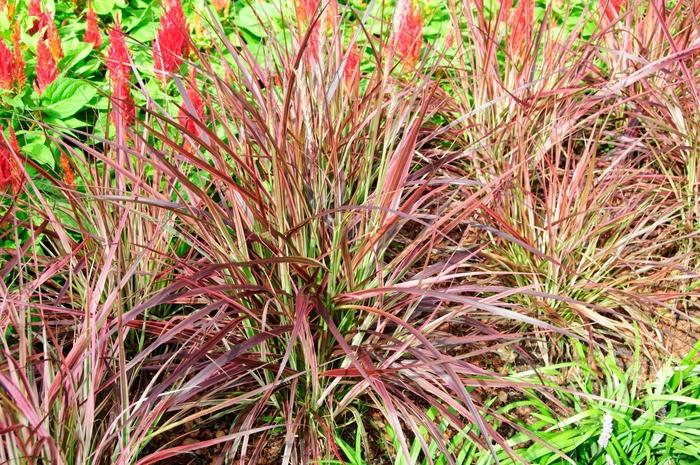 Pennisetum setaceum Fireworks