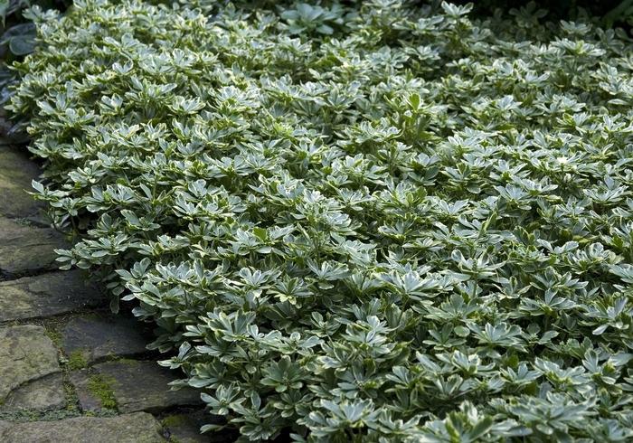Pachysandra terminalis