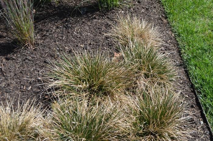 Deschampsia cespitosa