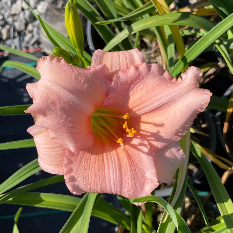 Hemerocallis On and On