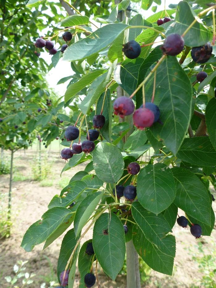 Amelanchier canadensis-Clump