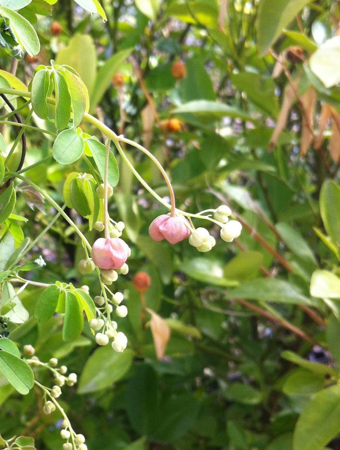 Akebia quinata