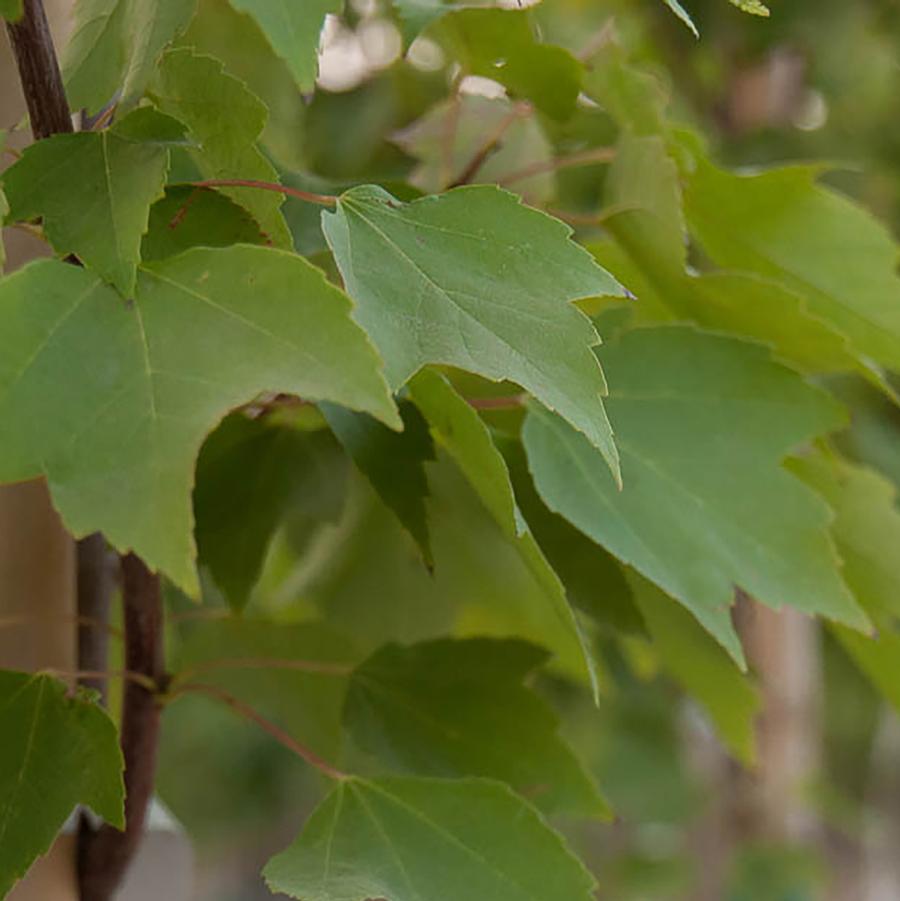 Acer rubrum Red Rocket