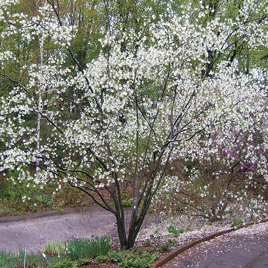Amelanchier laevis