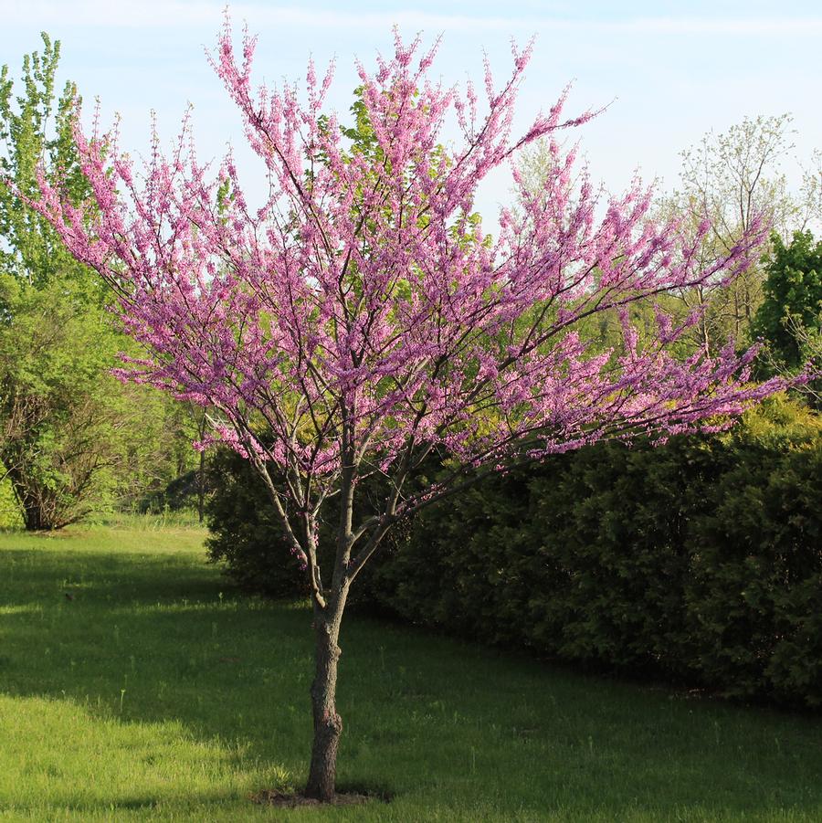 Cercis canadensis Merlot