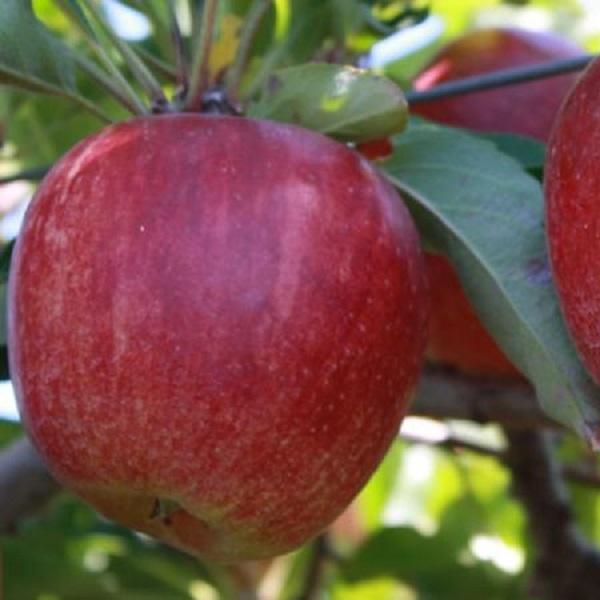 Malus pumila Royal Gala
