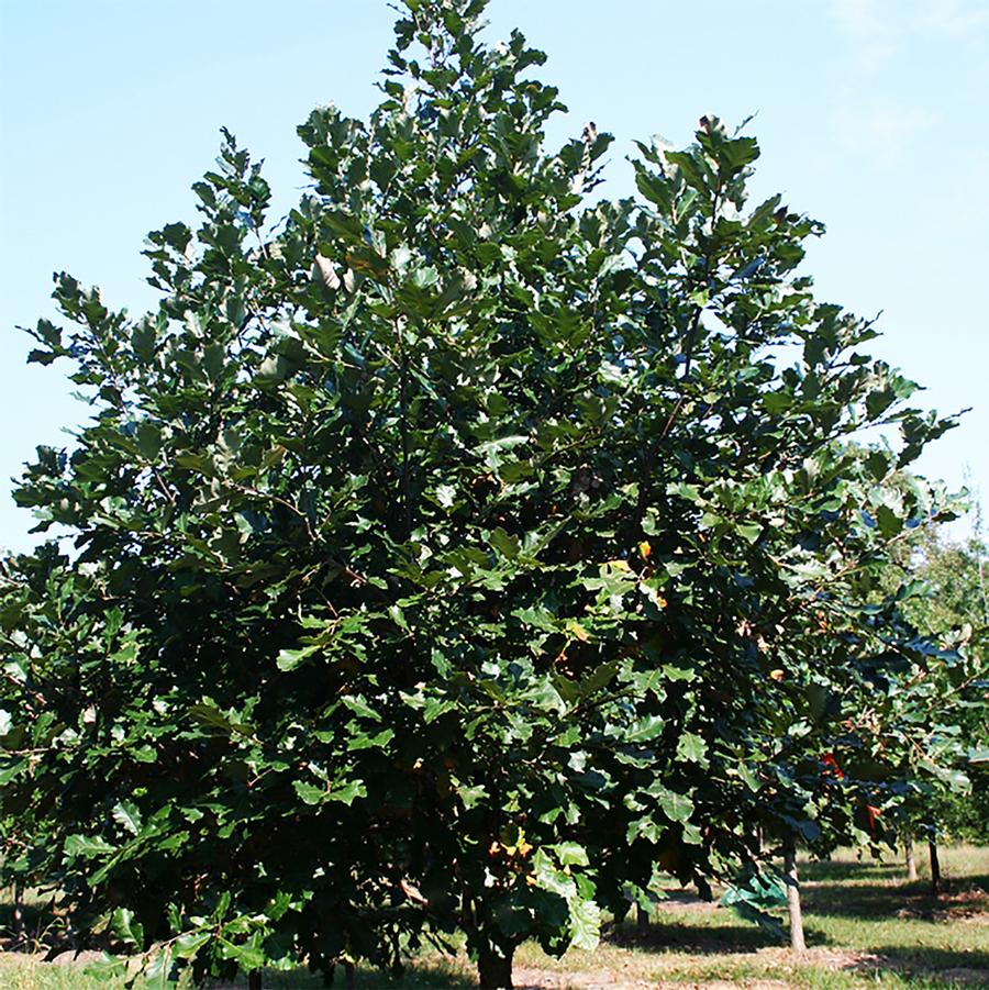 Quercus bicolor