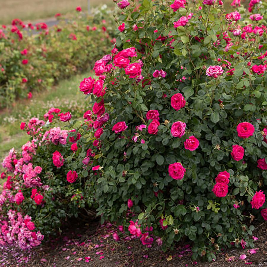 Rosa Easy Elegance® My Girl