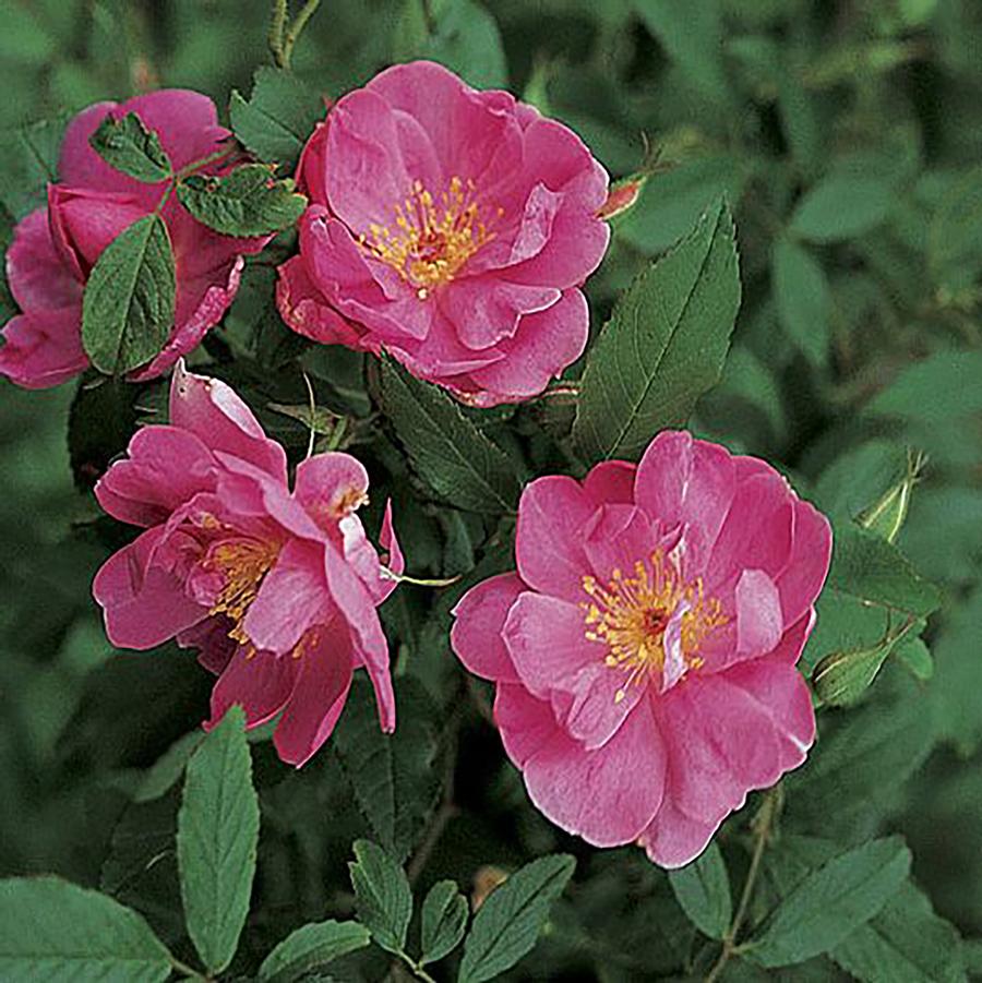 Rosa palustris