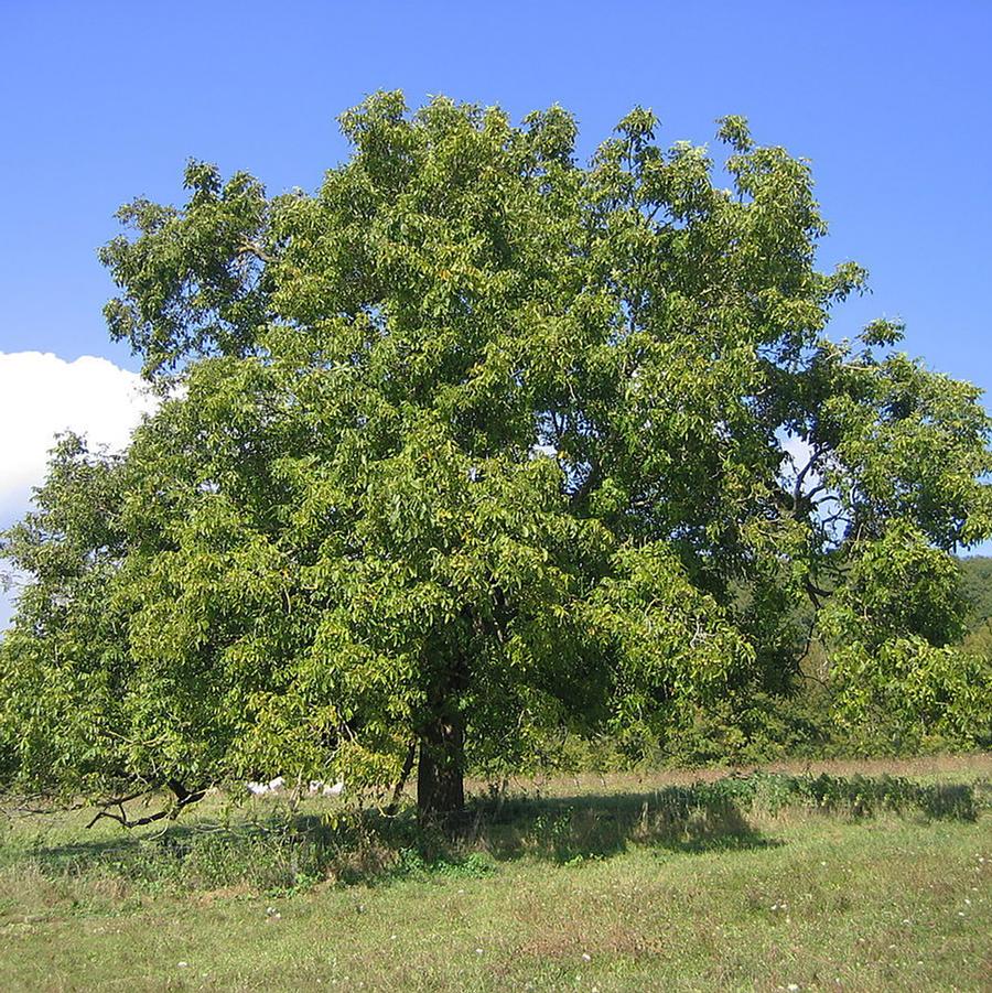 Juglans nigra