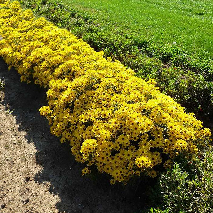 Helianthus salicifolius Autumn Gold
