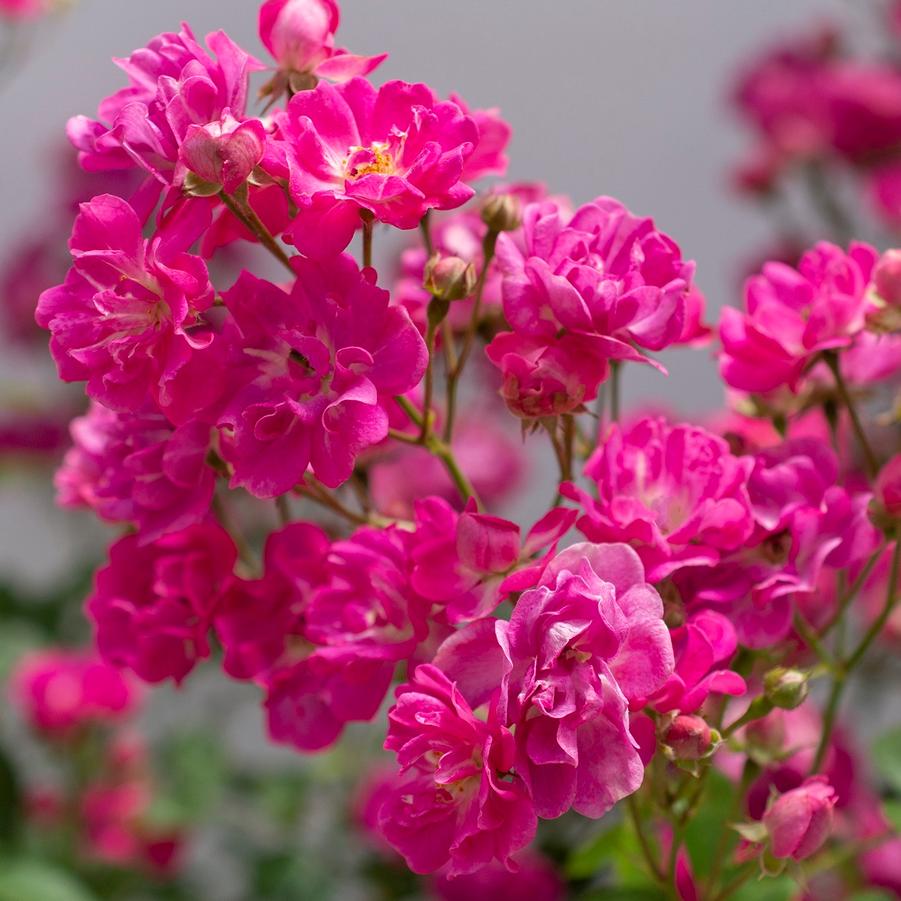 Rosa Pretty Polly® Pink