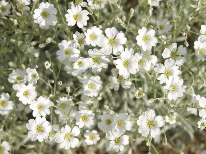 Cerastium tomentosum