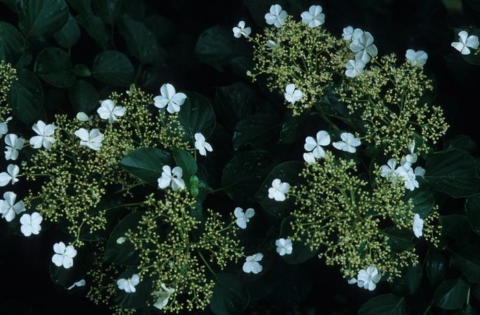 Hydrangea anomala petiolaris