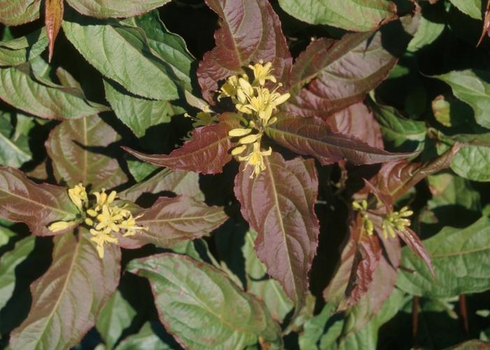 Diervilla lonicera